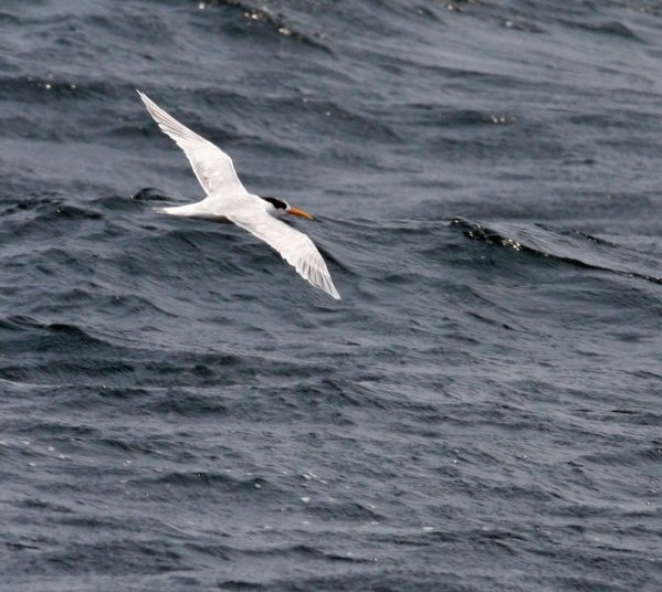 Elegant Tern