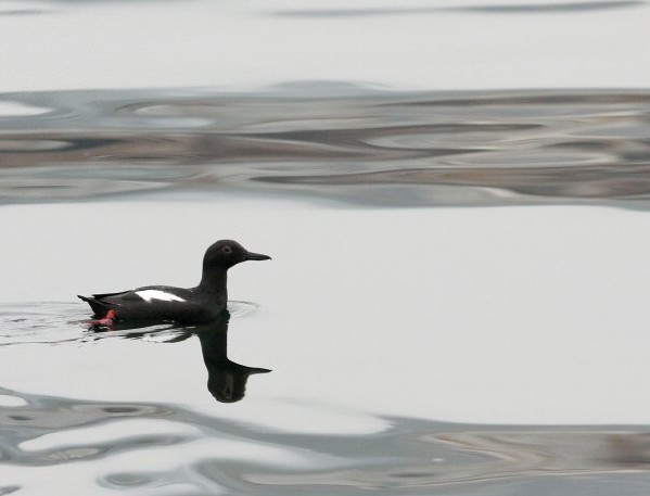 Pigeon Guillemont