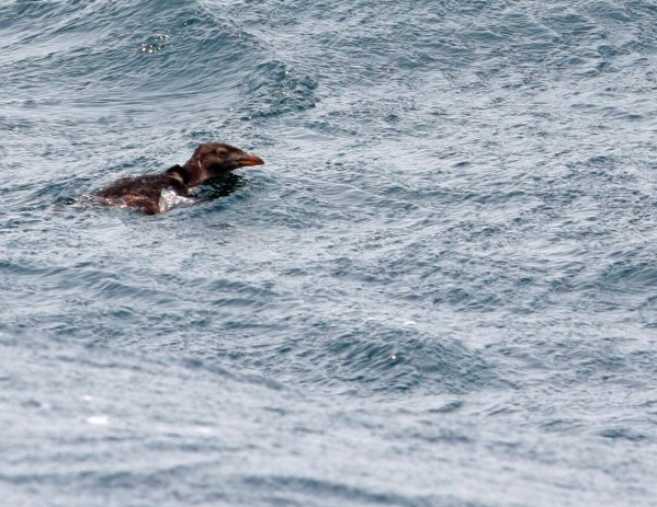 Rhinocerous Auklet