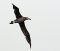 Black-footed Albatross