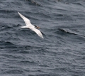 Elegant Tern