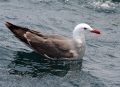 Heermann's Gull