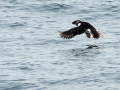 Horned Puffin