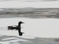 Pigeon Guillemont
