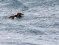 Rhinocerous Auklet