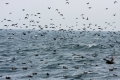 Sooty Shearwater