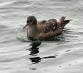Sooty Shearwater