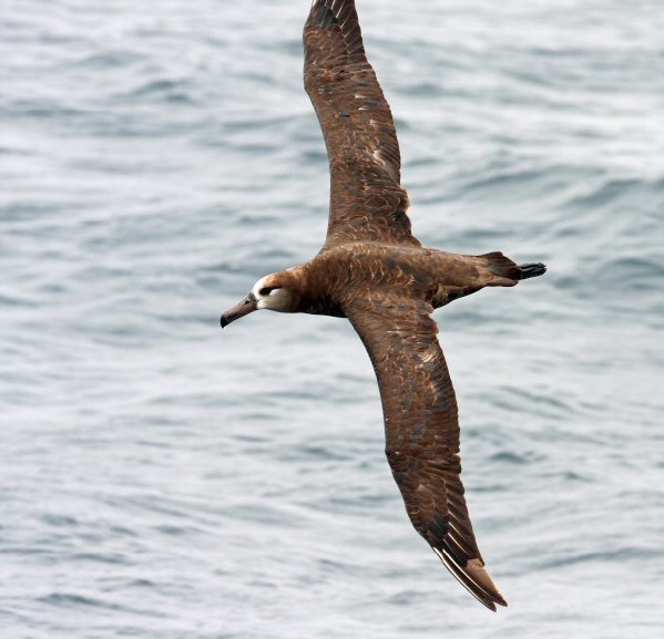 Black-footed Albatross