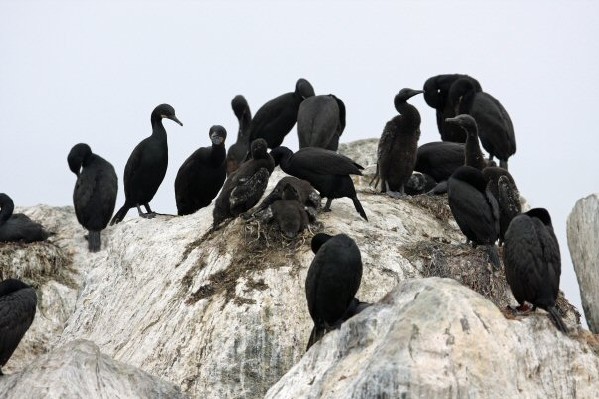 Brandt's Cormorant