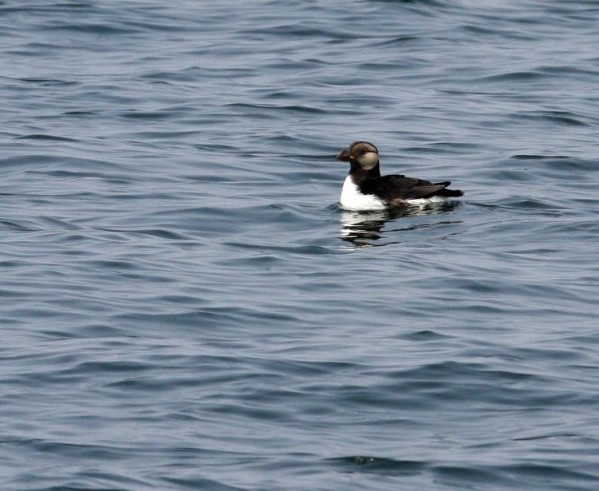 Horned Puffin
