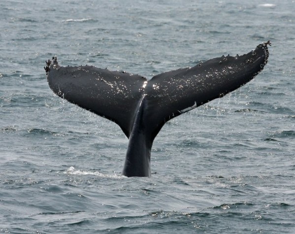 Humpback Whale