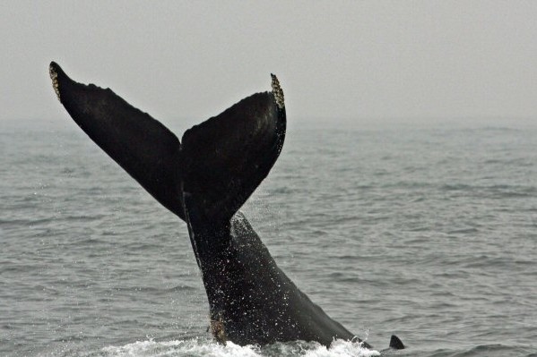 Humpback Whale