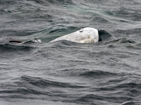 Risso's Dolphin