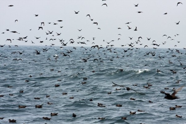 Sooty Shearwater