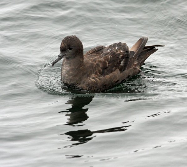 Sooty Shearwater