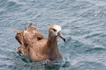 Black-footed Albatross