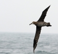 Black-footed Albatross