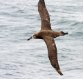 Black-footed Albatross