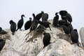 Brandt's Cormorant