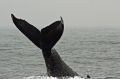 Humpback Whale