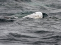 Risso's Dolphin
