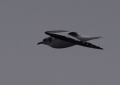 Sabine�s Gull