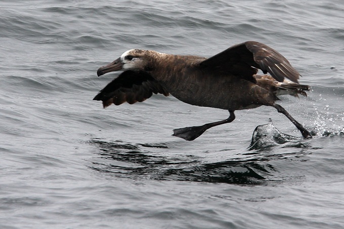 Black-footed Albatross