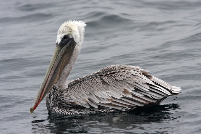 Brown Pelican