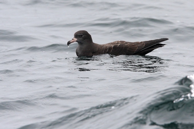 Flesh-footed Shearwater