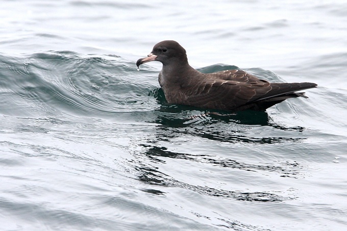 Flesh-footed Shearwater