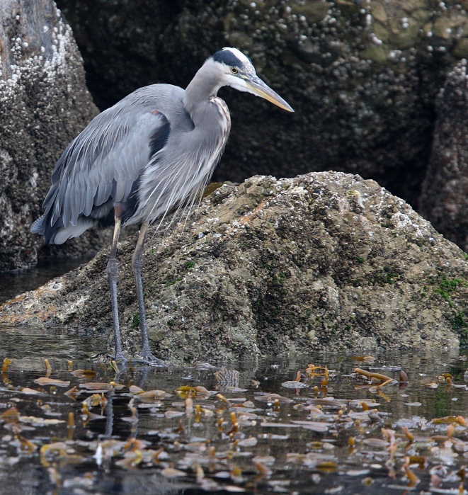 Collection 92+ Pictures Blue Heron Bay Splash Park Photos Latest