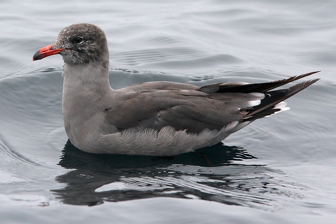 Heermann's Gull