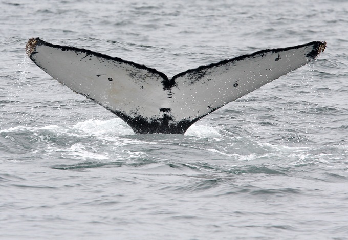 Humpback Whale