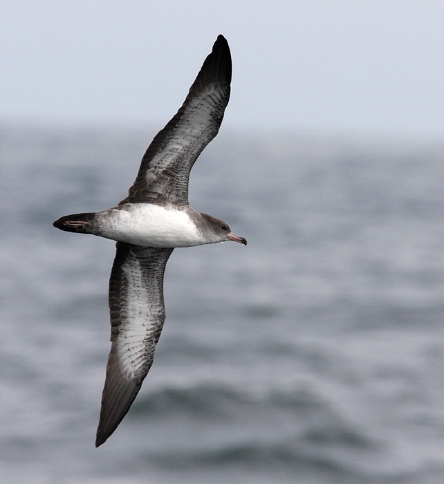 Pink-footed Shearwater