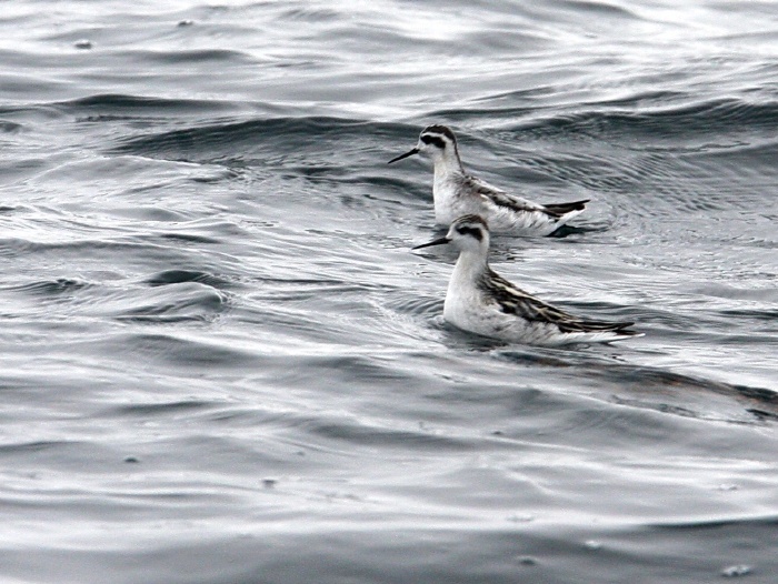 Red-necked Phalaropes