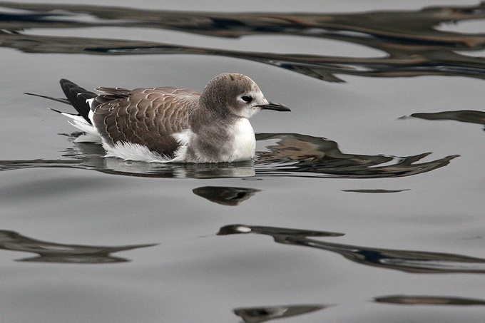 Sabine's Gull