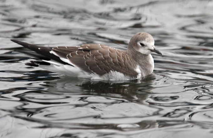 Sabine's Gull