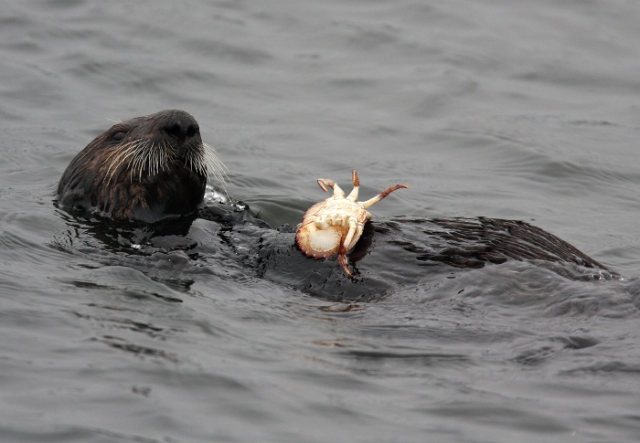 Sea Otter