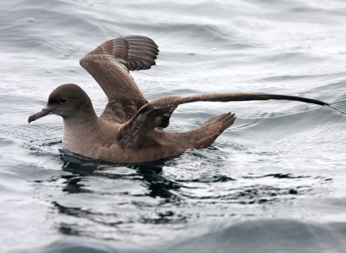 Sooty Shearwater