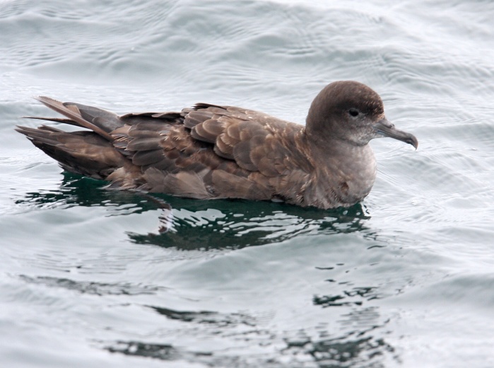 Sooty Shearwater