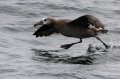 Black-footed Albatross