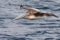 Brown Pelican