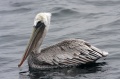Brown Pelican