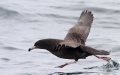 Flesh-footed Shearwater