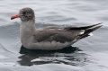 Heermann's Gull