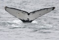 Humpback Whale