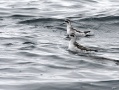 Red-necked Phalaropes