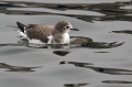 Sabine's Gull