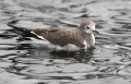 Sabine's Gull