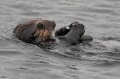 Sea Otter